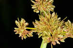 Variable flatsedge